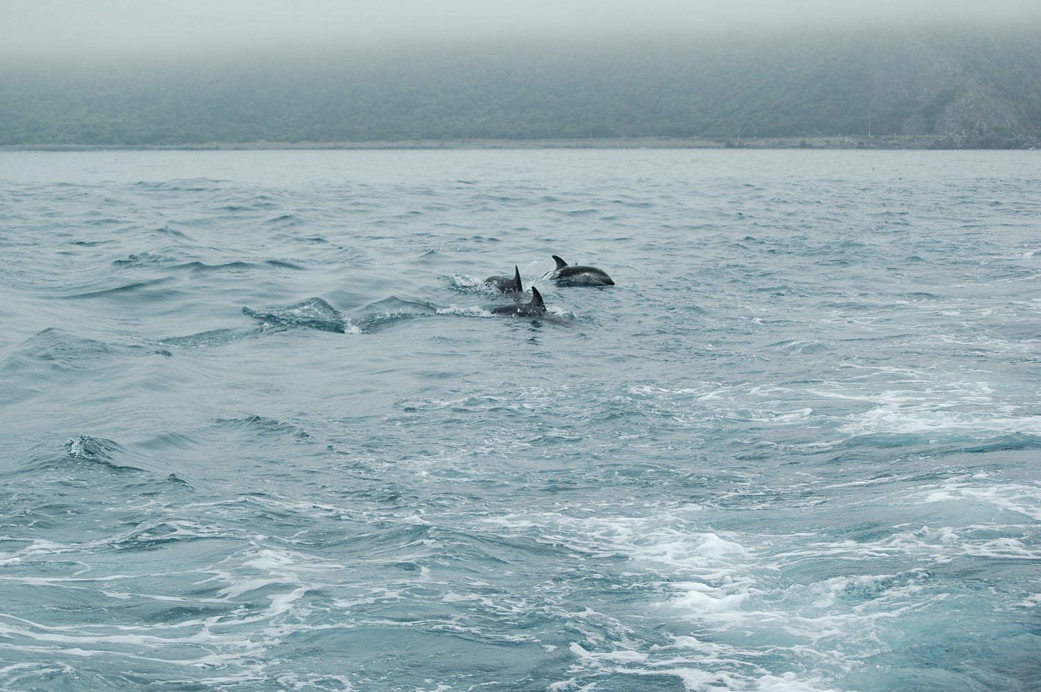 211   30 01   Kaikoura